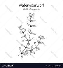 Attēlu rezultāti vaicājumam “Callitriche verna”