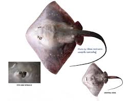 Image result for Megatrygon microps