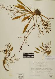 Attēlu rezultāti vaicājumam “Alisma gramineum”