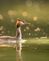 Attēlu rezultāti vaicājumam “Podiceps cristatus juvenile”