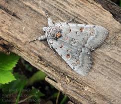 Attēlu rezultāti vaicājumam “Catocala pacta”