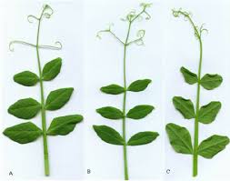 Attēlu rezultāti vaicājumam “Pisum sativum leaf”