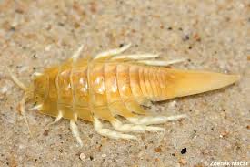 Attēlu rezultāti vaicājumam “Saduria entomon”