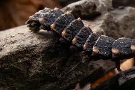 Attēlu rezultāti vaicājumam “Lampyris noctiluca larva”