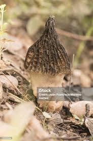 Attēlu rezultāti vaicājumam “Morchella sp.”