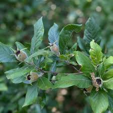 Attēlu rezultāti vaicājumam “Mespilus germanica leaf”