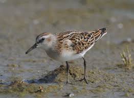 Attēlu rezultāti vaicājumam “Calidris minuta”
