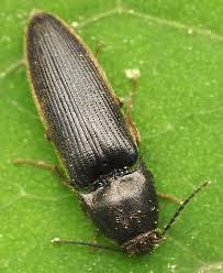 Attēlu rezultāti vaicājumam “Elateridae”