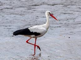 Attēlu rezultāti vaicājumam “Ciconia ciconia”