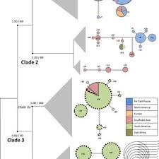 Attēlu rezultāti vaicājumam “Lycogala cf. fossiculatum”
