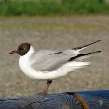 Attēlu rezultāti vaicājumam “Larus ridibundus adult”