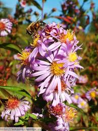 Image result for Aster amellus