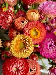 Image result for Helichrysum bracteatum