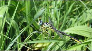 Attēlu rezultāti vaicājumam “Gomphus flavipes”