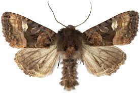 Attēlu rezultāti vaicājumam “Euplexia lucipara”