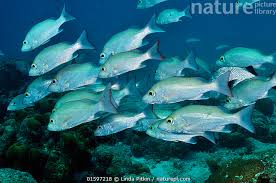 Image result for Lutjanus mahogoni