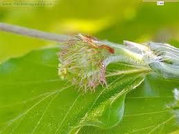 Attēlu rezultāti vaicājumam “Fagus sylvatica fo. laciniata bud”