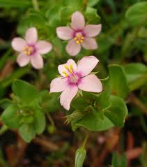 Attēlu rezultāti vaicājumam “Anagallis arvensis”
