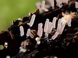 Attēlu rezultāti vaicājumam “Stemonitopsis typhina spores”