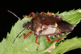 Attēlu rezultāti vaicājumam “Pinthaeus sanguinipes”