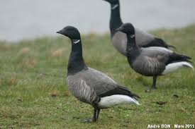 Attēlu rezultāti vaicājumam “Branta bernicla”