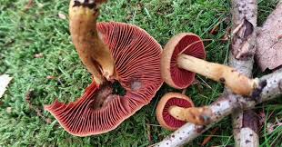 Attēlu rezultāti vaicājumam “Cortinarius sanguineus”