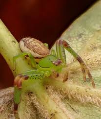 Attēlu rezultāti vaicājumam “Diaea dorsata male”
