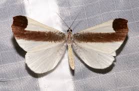 Attēlu rezultāti vaicājumam “Badhamiopsis macrospora macro”