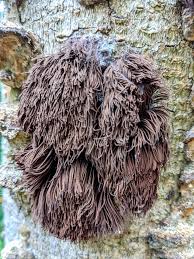 Attēlu rezultāti vaicājumam “Stemonitis splendens spores”