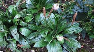 Attēlu rezultāti vaicājumam “Plantago media”