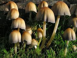 Image result for coprinus