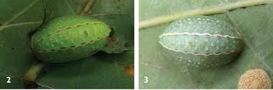 Attēlu rezultāti vaicājumam “Epirhoe tristata”