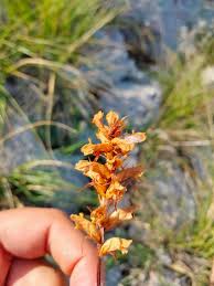 Attēlu rezultāti vaicājumam “Orobanchaceae”