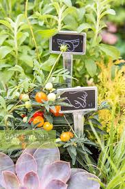 Attēlu rezultāti vaicājumam “Corynephorus canescens fruit”