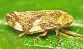 Attēlu rezultāti vaicājumam “Philaenus spumarius”