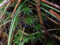 Attēlu rezultāti vaicājumam “Polytrichales”