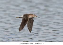 Attēlu rezultāti vaicājumam “Tringa glareola”