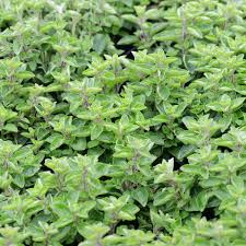 Attēlu rezultāti vaicājumam “Origanum vulgare”