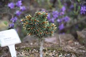Attēlu rezultāti vaicājumam “Pseudotsuga menziesii flower”