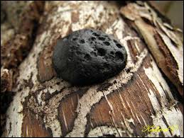 Attēlu rezultāti vaicājumam “Amaurochaete atra macro”