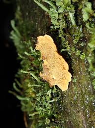 Attēlu rezultāti vaicājumam “Pseudomerulius aureus”