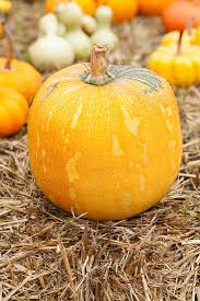 Attēlu rezultāti vaicājumam “Cucurbita pepo”