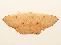 Attēlu rezultāti vaicājumam “Cyclophora pendularia”