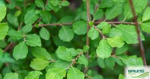 Attēlu rezultāti vaicājumam “Salix aurita”