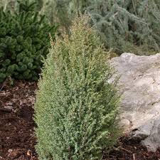 Attēlu rezultāti vaicājumam “Juniperus communis”