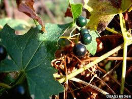 Attēlu rezultāti vaicājumam “Bryonia alba fruit”