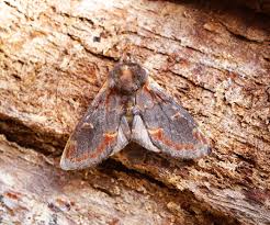 Attēlu rezultāti vaicājumam “Notodonta dromedarius”