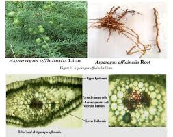 Attēlu rezultāti vaicājumam “Asparagus officinalis leaf”