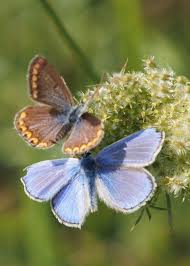 Attēlu rezultāti vaicājumam “Polyommatus icarus”
