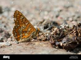 Attēlu rezultāti vaicājumam “Euphydryas maturna larva”